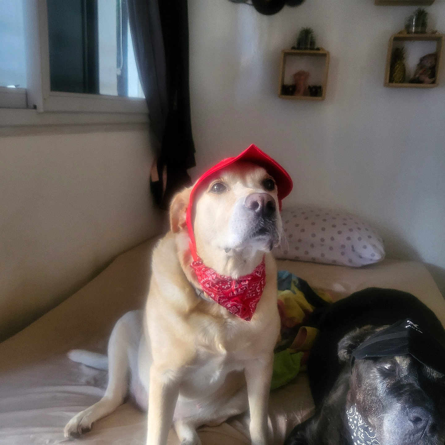Neige participe au concours pour gagner de l'argent avec cette photo : accessories, animal, architecture, baseballcap, building, canine, cap, clothing, couch, dog, face, furniture, hat, hound, indoors, labradorretriever, livingroom, pet, plant, room