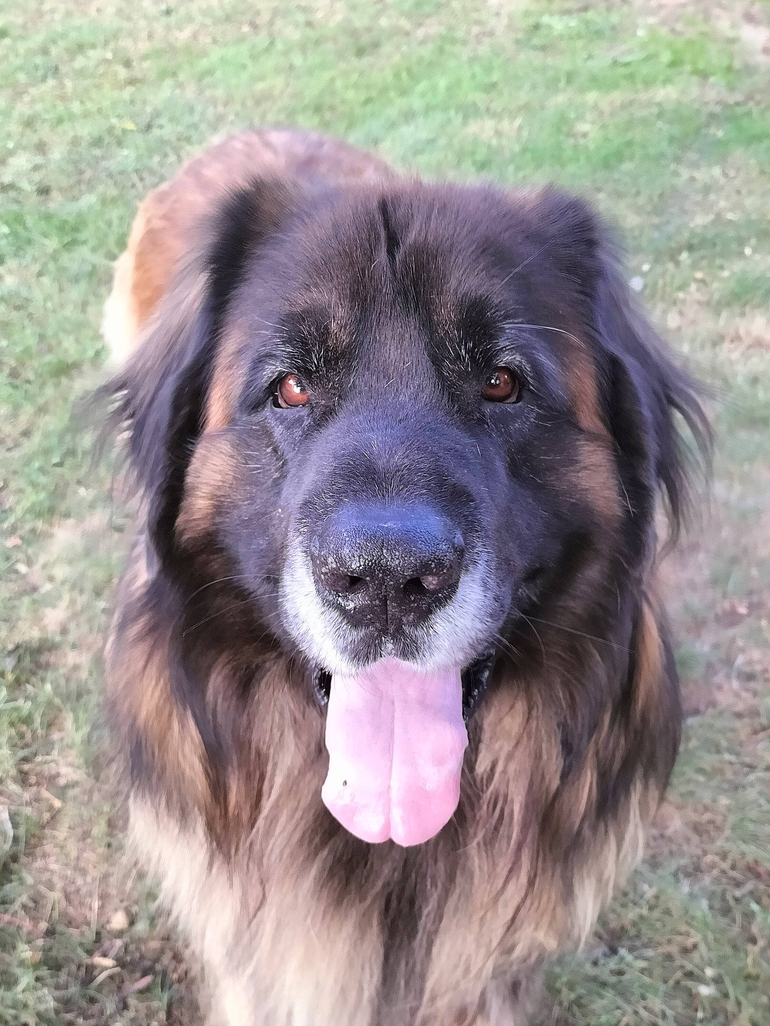 Onyx a rejoint le concours — aidez-le/la à gagner de superbes lots ! ancient_dog_breeds, borador, carnivore, companion_dog, dog, dog_breed, gaddi_kutta, grass, gun_dog, plant, sporting_group, terrestrial_animal, working_animal, working_dog