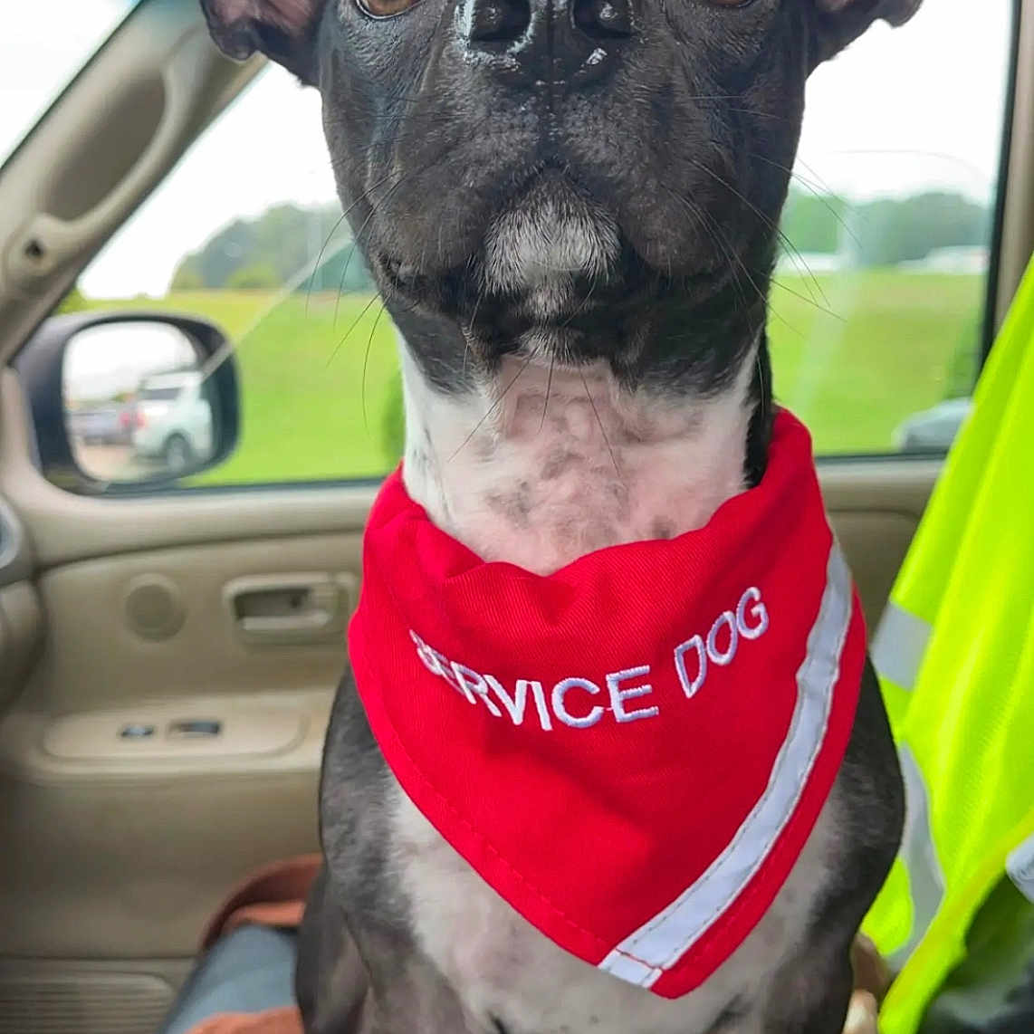 Bruce Wayne joined the competition — help win amazing prizes! accessories, animal, bandana, belt, bostonbull, bulldog, canine, car, chihuahua, cushion, dog, frenchbulldog, headband, headrest, homedecor, jewelry, pet, puppy, transportation, vehicle