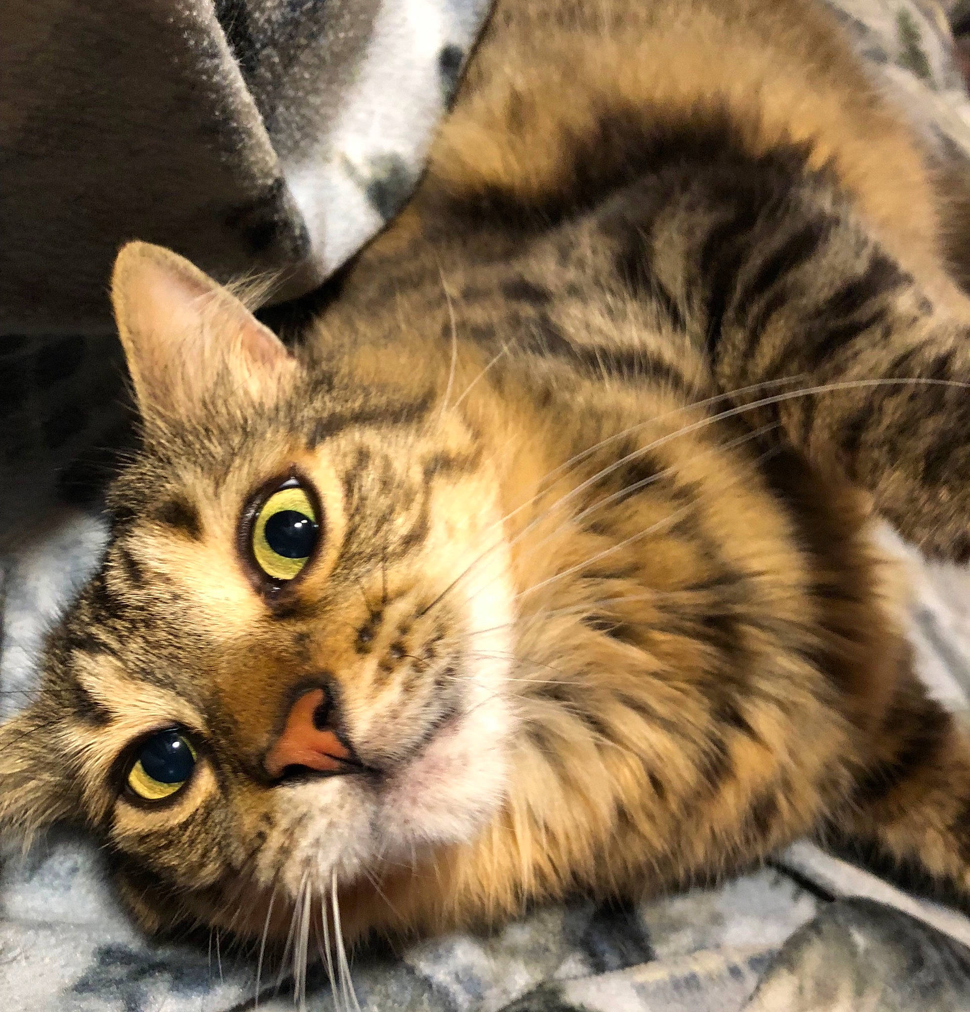 Stinky is registered to the contest to win money with this photo: american_shorthair, american_wirehair, asian, california_spangled, carnivore, cat, domestic_short_haired_cat, dragon_li, european_shorthair, eye, felidae, fur, mammal, pixie_bob, small_to_medium_sized_cats, snout, tabby_cat, toyger, vertebrate, whiskers