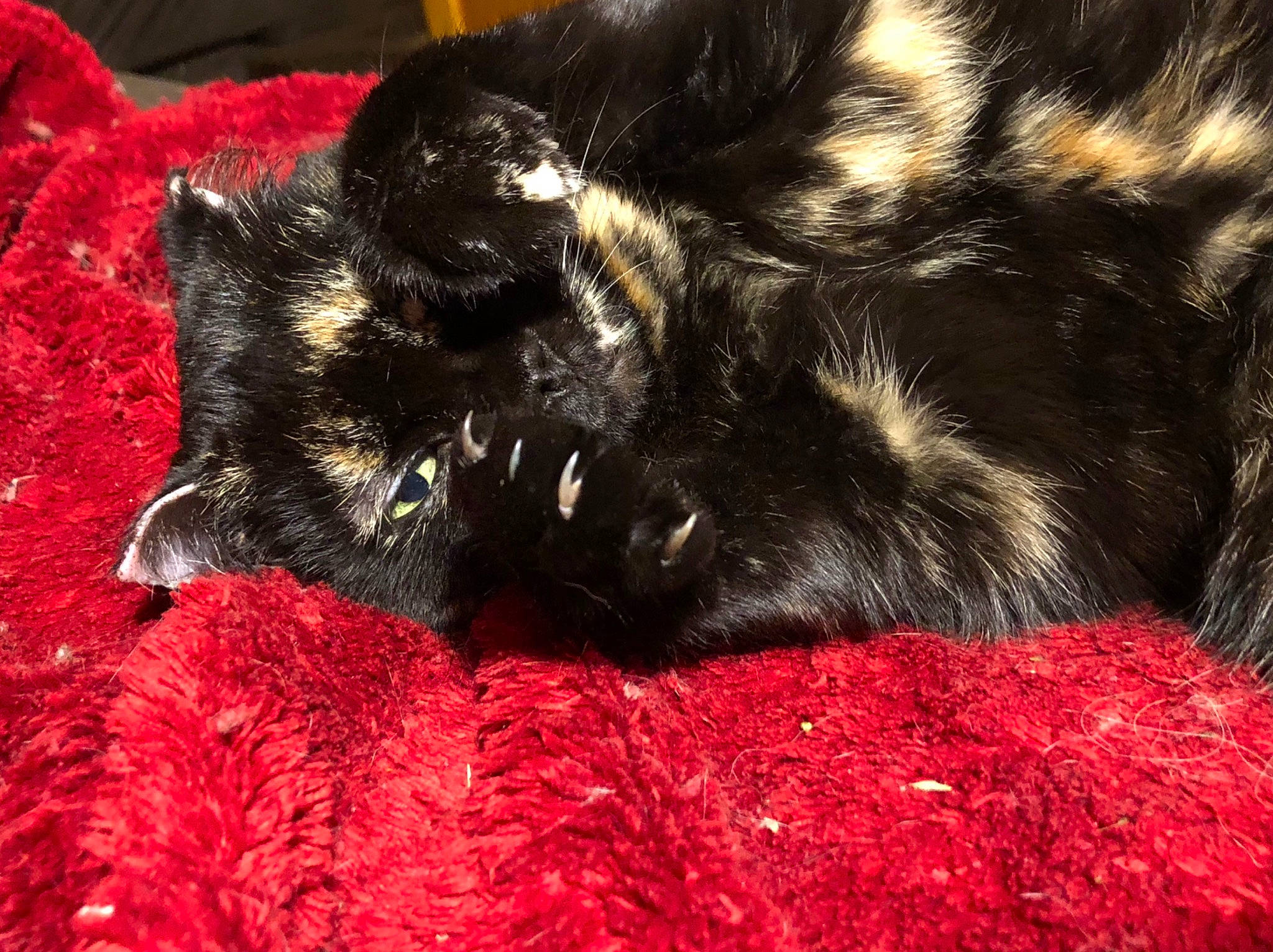 Nikita is registered to the contest to win money with this photo: black_cat, carnivore, cat, claw, domestic_long_haired_cat, felidae, fur, kitten, nap, small_to_medium_sized_cats, tail, textile, whiskers