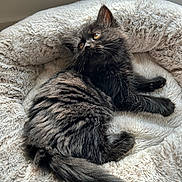 Jasper And Floki joined the competition — help win amazing prizes! kitten, cat, black_cat, pet_bed, fluffy, fur, whiskers, indoor, resting, curious, animal, young_cat, cozy, soft_texture, domestic_cat, relaxed, feline, cute, sleeping_area, window_light