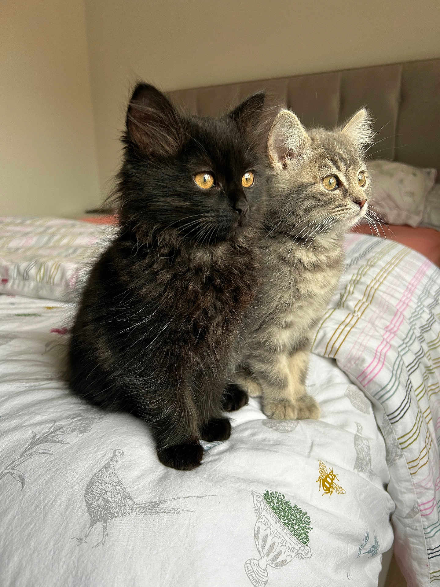 Jasper And Floki is registered to the contest to win money with this photo: kitten, cat, black_cat, gray_tabby, bed, bedding, indoor, pet, animal, fur, whiskers, cute, feline, two_animals, domestic_cat, sitting, side_by_side, looking, soft_light, closeup