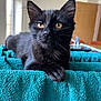 animal, black_cat, cat, close_up, curious, cute, ears, eyes, feline, fur, indoor, kitten, paw, pet, resting, teal, texture, towel, whiskers, young