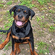 Alpha participe au concours pour gagner de l'argent avec cette photo : rottweiler, puppy, dog, smiling, tongue_out, sitting, grass, rocks, outdoor, nature, happy, pet, canine, brown_black_fur, young, animal, playful, cute, friendly, fur