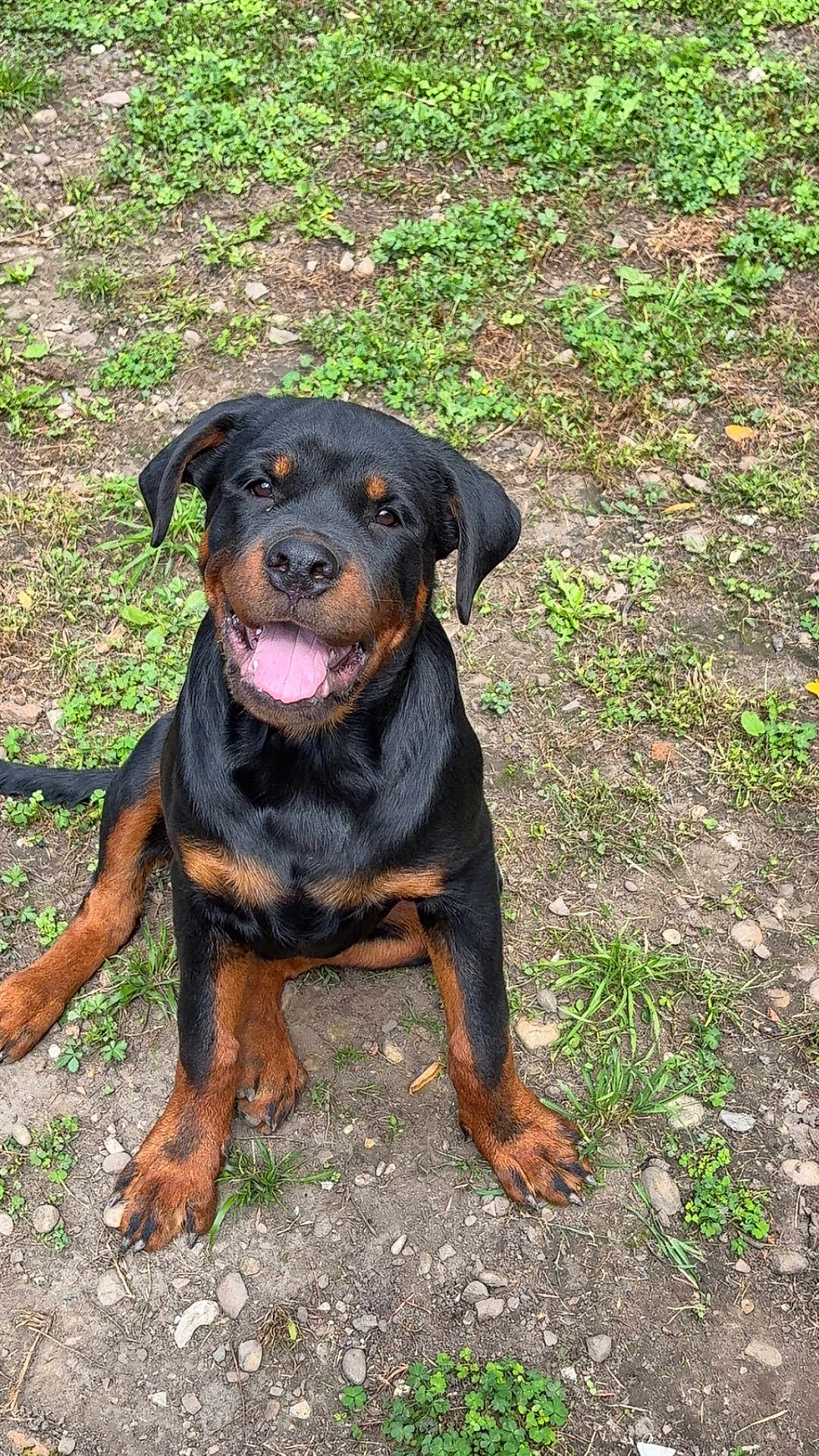 Alpha participe au concours pour gagner de l'argent avec cette photo : rottweiler, puppy, dog, smiling, tongue_out, sitting, grass, rocks, outdoor, nature, happy, pet, canine, brown_black_fur, young, animal, playful, cute, friendly, fur