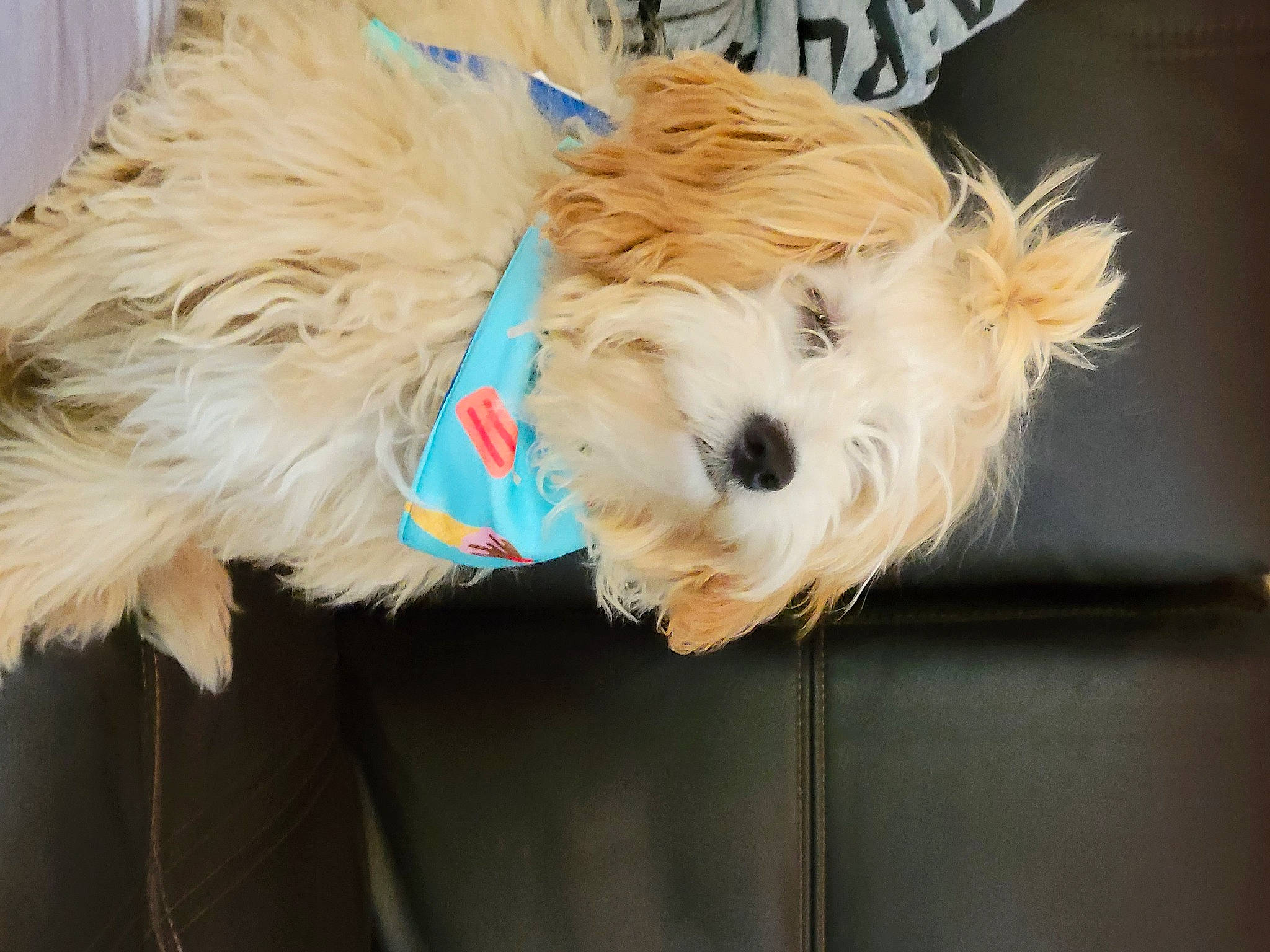 Gordo is registered to the contest to win money with this photo: canidae, carnivore, collar, companion_dog, dog, dog_breed, dog_clothes, dog_collar, dog_supply, fashion_accessory, fawn, fur, small_terrier, snout, sporting_group, terrier, toy_dog, working_animal