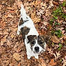 Biscuit is registered to the contest to win money with this photo: animal, autumn, brown, curious, cute, dog, fall, forest_floor, fur, greenery, ground, leaves, looking_up, nature, outdoor, pet, playful, puppy, small_dog, white