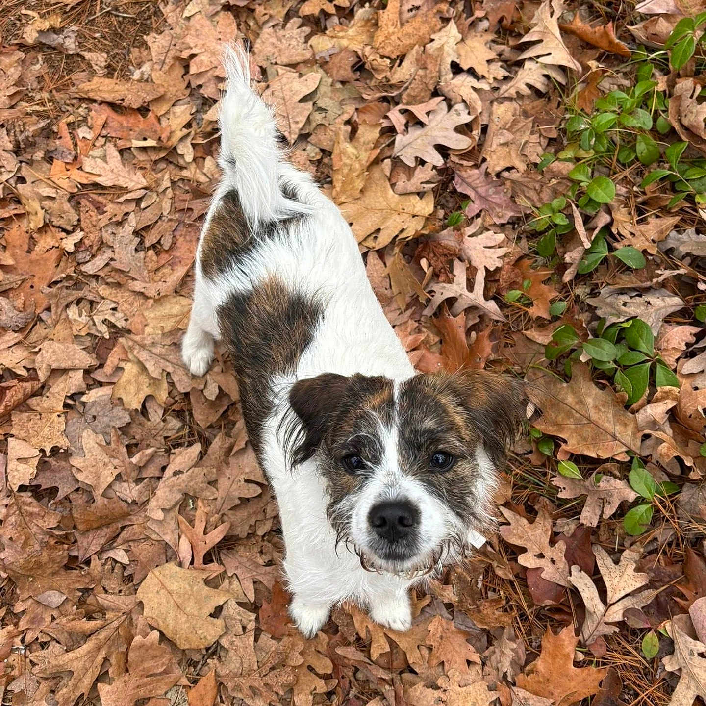 Biscuit