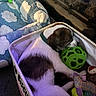animal, basket, blanket, cloud_pattern, collar, cozy, cute, dog, dog_toy, fireplace, green_ball, home, indoor, pet, plaid_toy, puppy, resting, sleeping, snug, soft_texture