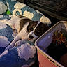 Biscuit is registered to the contest to win money with this photo: basket, blanket, blue, carpet, cloud_pattern, cozy, cute, dog, fur, indoor, pet, pink, puppy, relaxing, resting, sleeping, small_dog, toy, warm_lighting, white