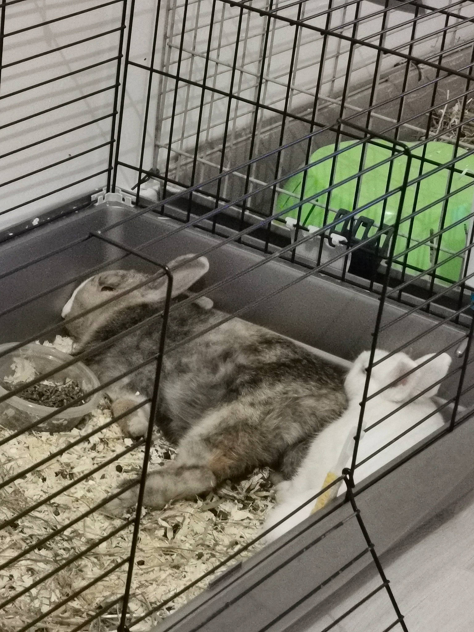 Bébé a rejoint le concours — aidez-le/la à gagner de superbes lots ! animal_shelter, cage, cat, felidae, metal, pet_supply, zoo