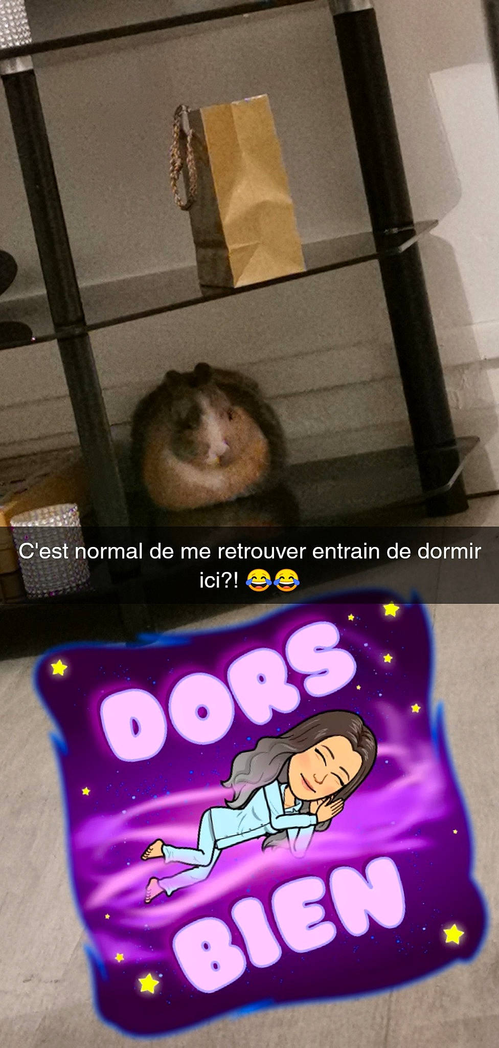 Bébé participe au concours pour gagner de l'argent avec cette photo : degu, fawn, ferret, gerbil, hamster, muridae, muroidea, pest, rat, rodent