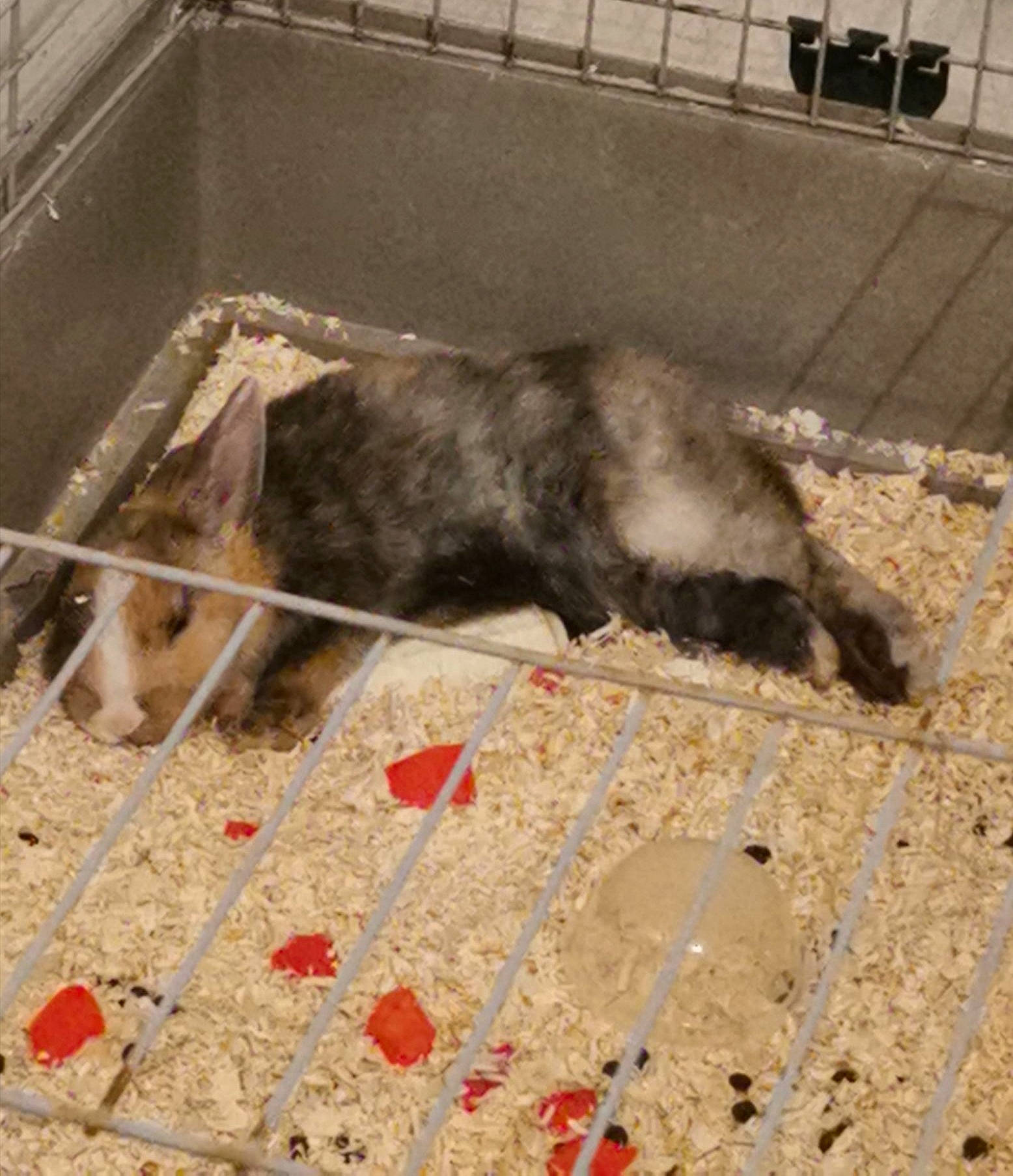 Bébé a rejoint le concours — aidez-le/la à gagner de superbes lots ! animal_shelter, canidae, fur, snout, street_dog, zoo