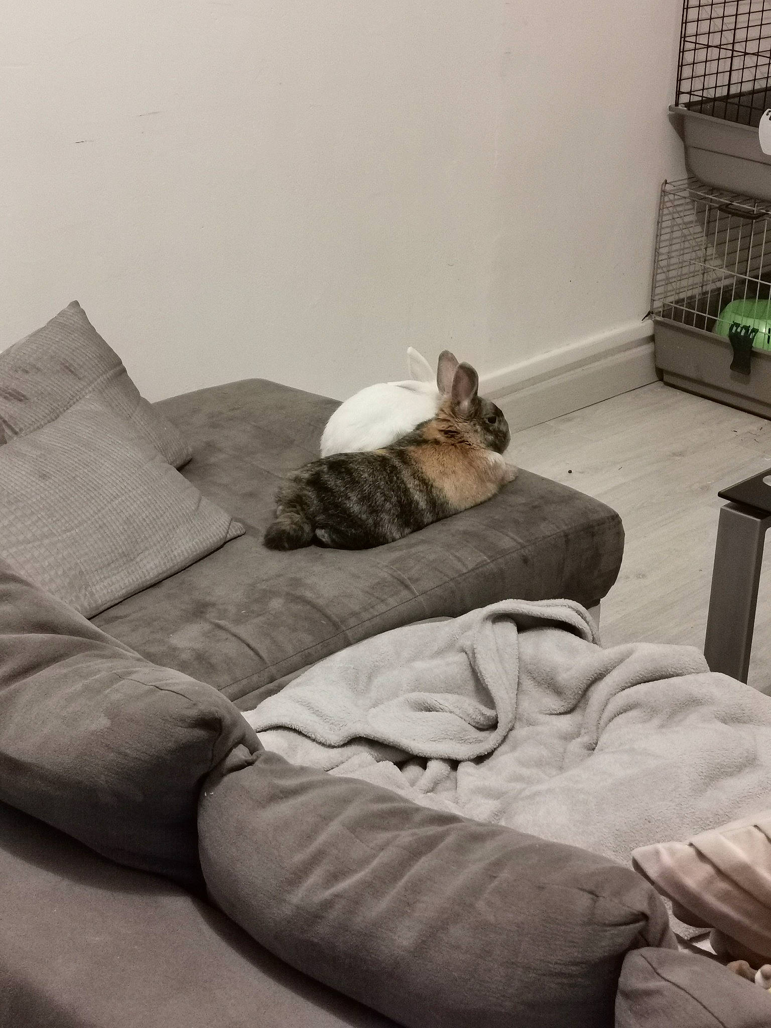 Bébé participe au concours pour gagner de l'argent avec cette photo : bed, bed_sheet, bedding, bedroom, canidae, carnivore, cat, comfort, couch, felidae, floor, furniture, interior_design, kitten, linens, nap, pillow, room, small_to_medium_sized_cats, whiskers