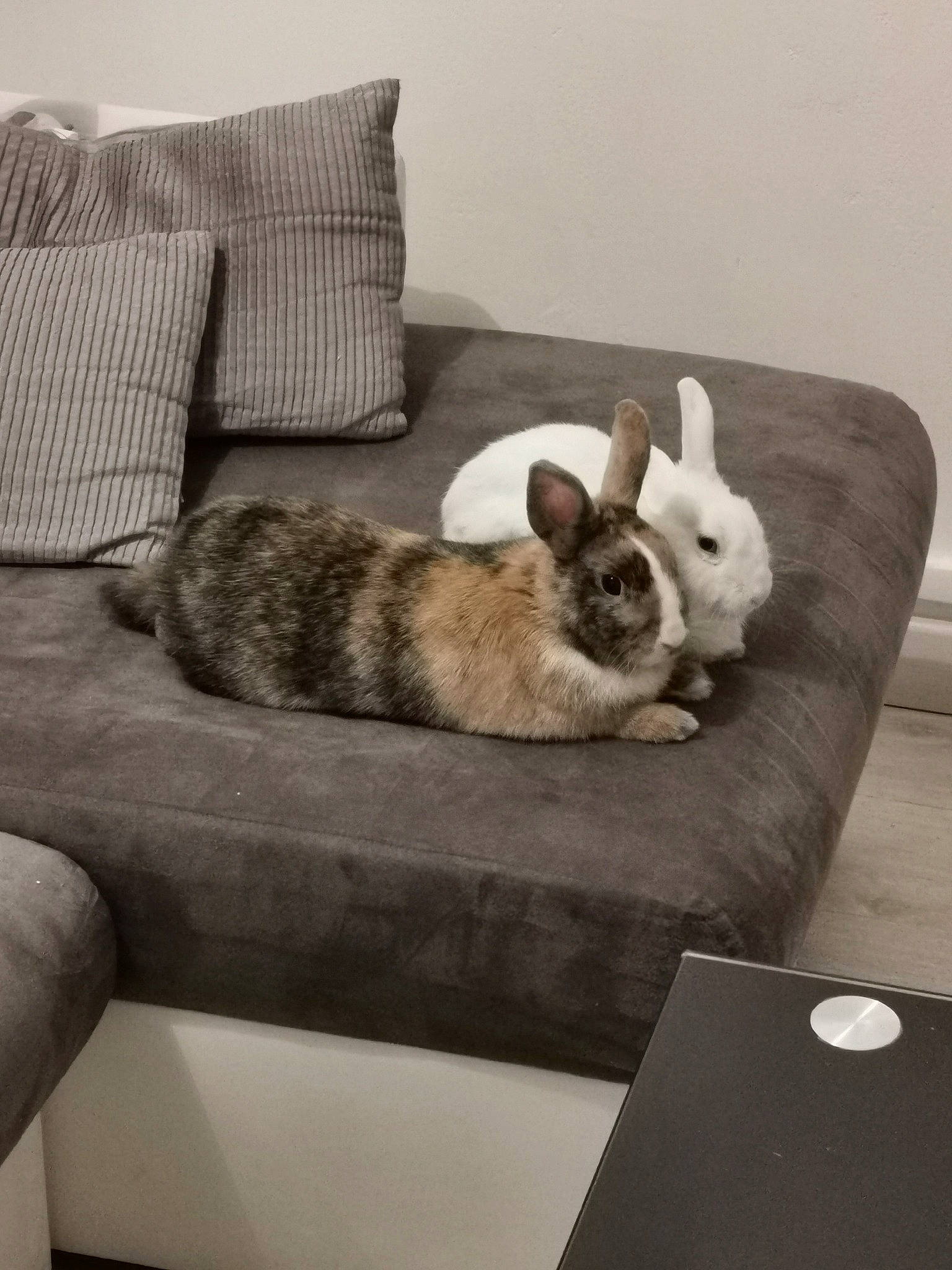 Blanca a rejoint le concours — aidez-le/la à gagner de superbes lots ! beige, chinchilla, couch, domestic_rabbit, ear, fawn, fur, furniture, hare, interior_design, rabbit, rabbits_and_hares, room, table