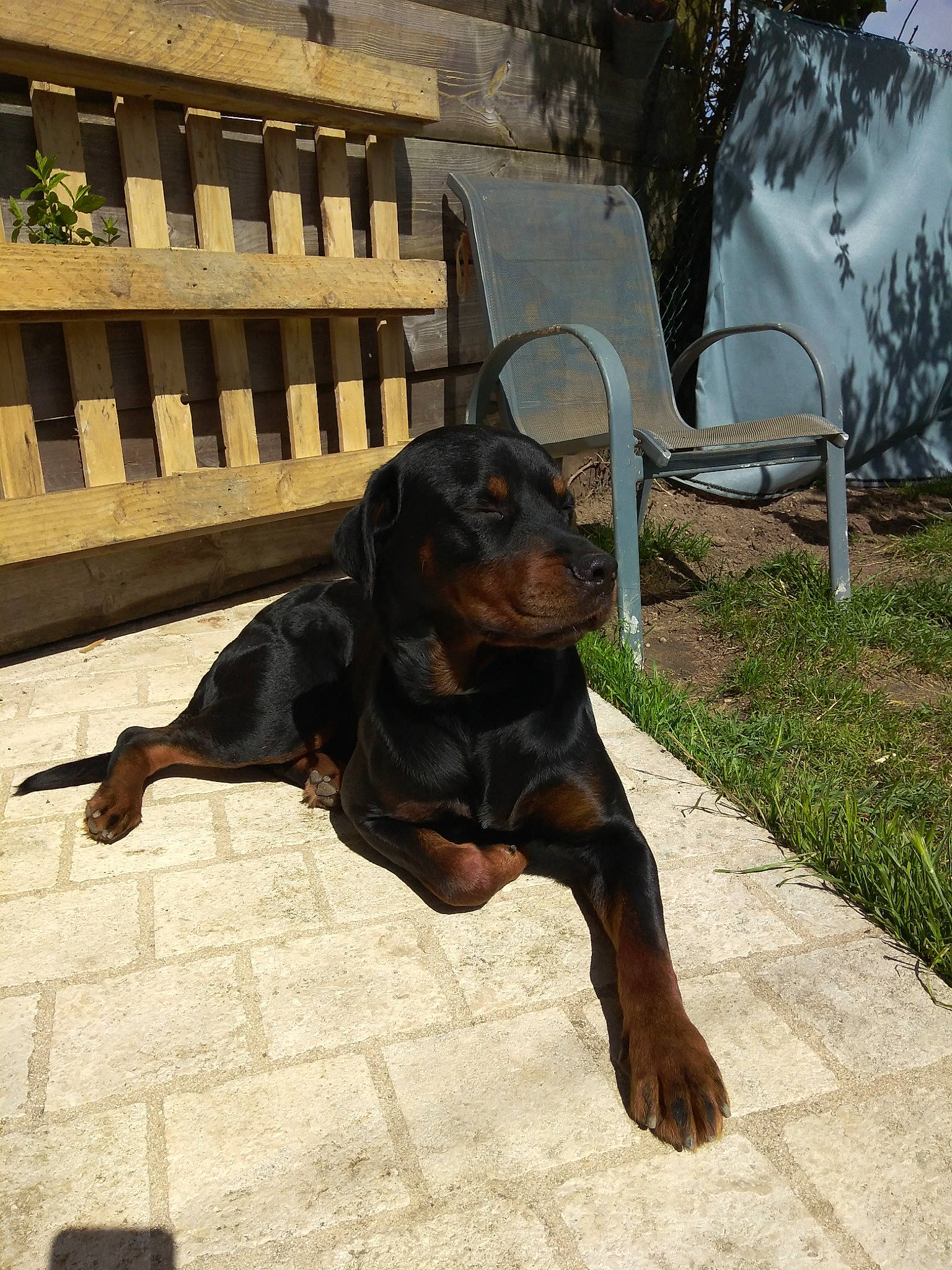 Marley a rejoint le concours — aidez-le/la à gagner de superbes lots ! beauceron, canidae, carnivore, dobermann, dog, dog_breed, german_pinscher, guard_dog, hunting_dog, mammal, manchester_terrier, pinscher, polish_hunting_dog, rottweiler, sporting_group, vertebrate, working_dog