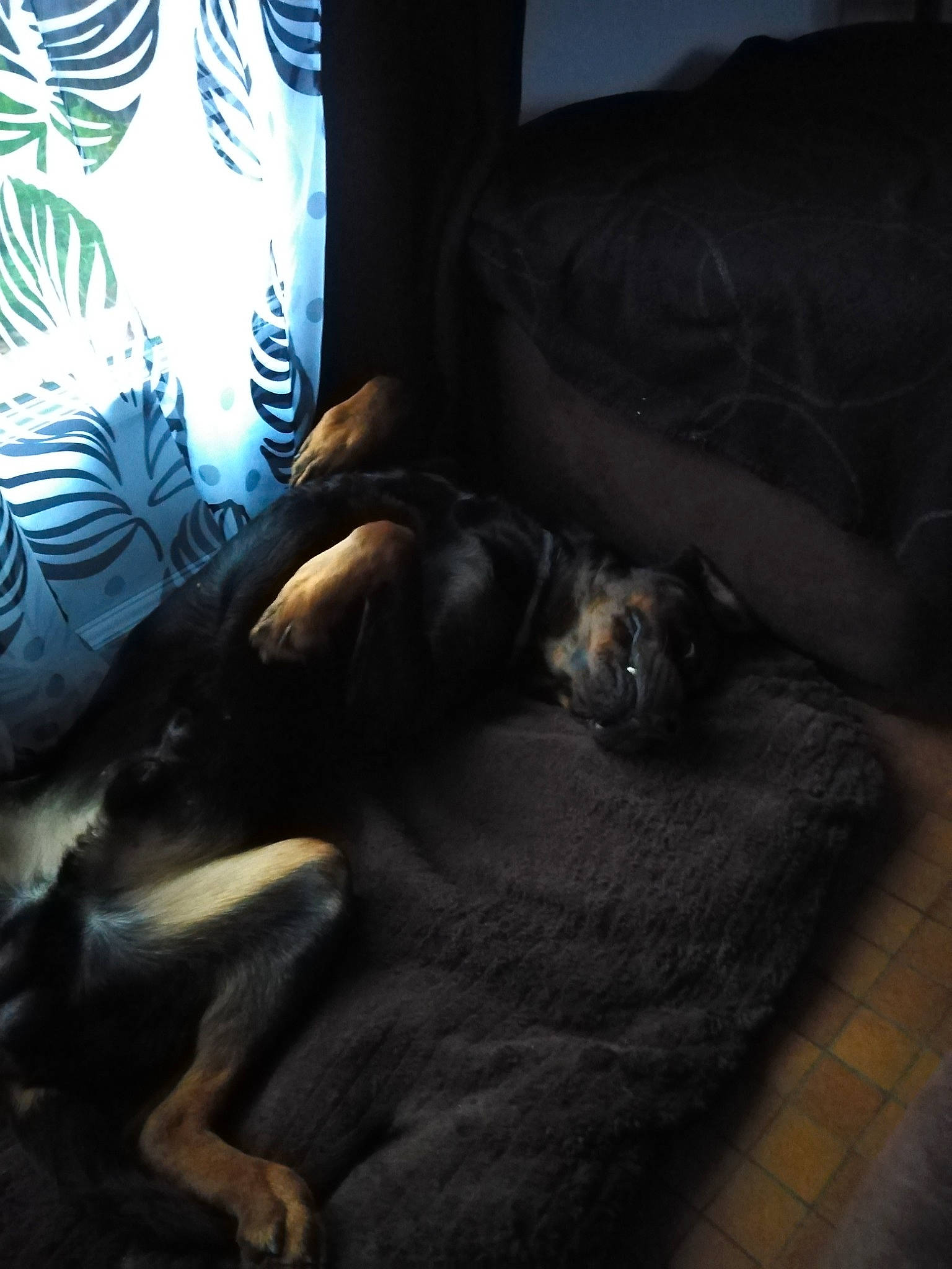 Marley participe au concours pour gagner de l'argent avec cette photo : canidae, carnivore, comfort, coonhound, couch, dobermann, dog, dog_breed, furniture, guard_dog, miniature_pinscher, nap, pinscher, puppy, rottweiler, sleep, sporting_group