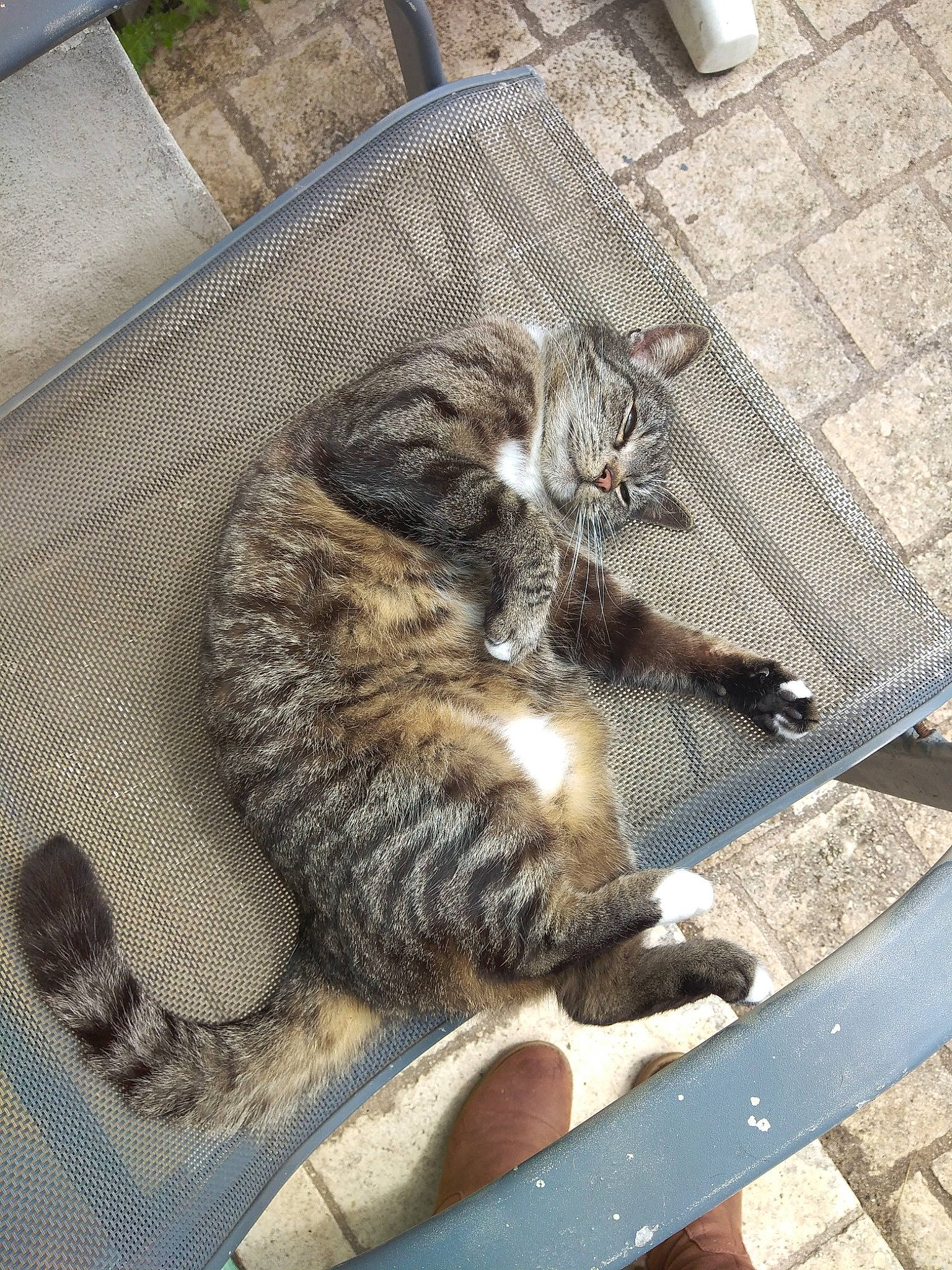 Mimie a rejoint le concours — aidez-le/la à gagner de superbes lots ! carnivore, cat, claw, domestic_short_haired_cat, dragon_li, egyptian_mau, european_shorthair, felidae, german_rex, kitten, polydactyl_cat, small_to_medium_sized_cats, tabby_cat, whiskers, wild_cat