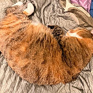 Miss Cookie is registered to the contest to win money with this photo: animal, bed, blanket, cat, comfort, cozy, cute, domestic, fur, indoor, mammal, patterned, pet, relaxation, resting, sleeping, soft, striped, tabby, tablet