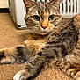 Miss Cookie is registered to the contest to win money with this photo: animal, brown, carpet, cat, close_up, cute, domestic, ears, feline, fur, indoor, laundry_basket, mammal, orange, paw, pet, relaxed, striped, tabby, whiskers