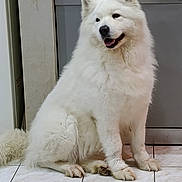Perla a rejoint le concours — aidez-le/la à gagner de superbes lots ! canine, dishwasher, dog, fluffy, front_view, happy, household_appliance, indoor, kitchen, long_fur, open_mouth, pet, pointed_ears, portrait, sitting, smiling, tail, tile_floor, white_dog, white_fur