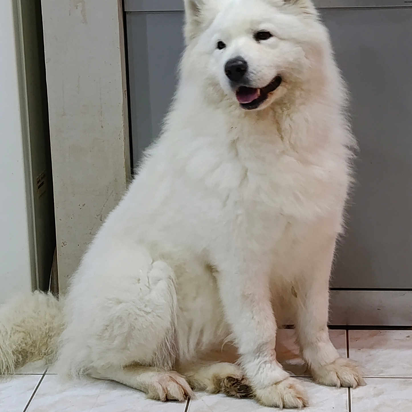 Perla
