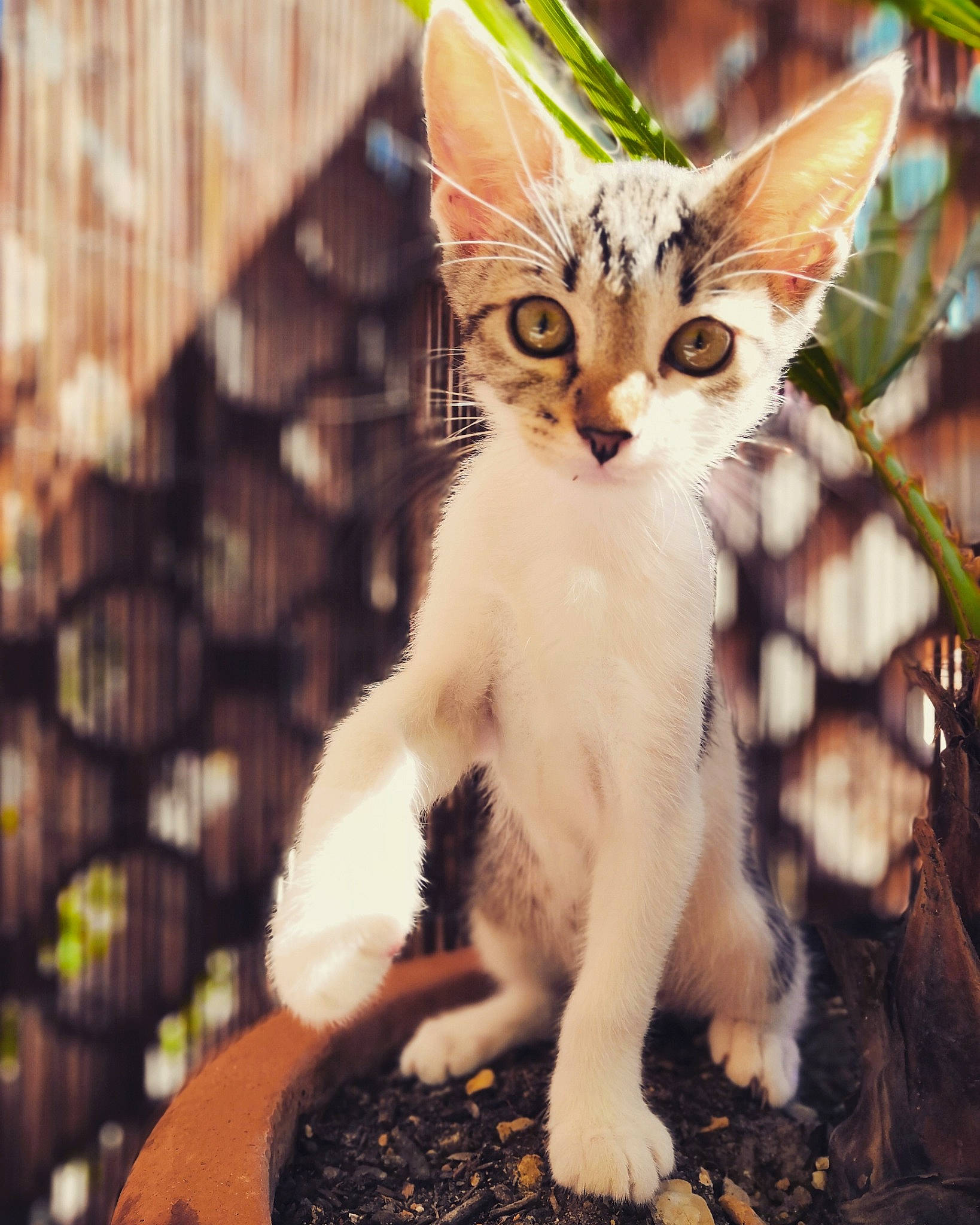 Albus a rejoint le concours — aidez-le/la à gagner de superbes lots ! aegean_cat, american_wirehair, arabian_mau, asian, carnivore, cat, domestic_short_haired_cat, european_shorthair, fawn, felidae, german_rex, kitten, mammal, oriental_longhair, small_to_medium_sized_cats, sokoke, vertebrate, whiskers