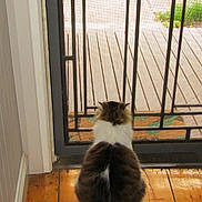 Peppa is registered to the contest to win money with this photo: cat, fluffy, indoor, wooden_floor, door, metal_screen, pet, animal, looking_outside, back_view, home, quiet, waiting, curious, feline, domestic_cat, floorboards, natural_light, cozy, still_life