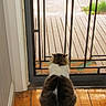 cat, fluffy, indoor, wooden_floor, door, metal_screen, pet, animal, looking_outside, back_view, home, quiet, waiting, curious, feline, domestic_cat, floorboards, natural_light, cozy, still_life