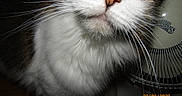 Peppa joined the competition — help win amazing prizes! cat, close_up, whiskers, pet, animal, curious, face, nose, fur, indoor, fan, appliance, household, white, gray, portrait, cute, domestic, feline, closeup