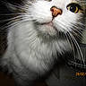 cat, close_up, whiskers, pet, animal, curious, face, nose, fur, indoor, fan, appliance, household, white, gray, portrait, cute, domestic, feline, closeup