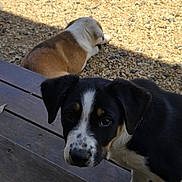 Spot is registered to the contest to win money with this photo: puppy, dog, outdoor, wooden_deck, gravel, sunlight, black_and_white, brown_and_white, animal, pet, young_dog, curious, laying_down, close_up, daylight, nature, fur, ears, snout, cute