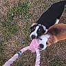 Spot joined the competition — help win amazing prizes! puppy, dog, playing, toy, rope, grass, outdoor, pet, fun, action, brown_dog, black_dog, mouth_open, chewing, feet, sandals, summer, nature, grass_patch, young_dog