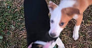 Spot is registered to the contest to win money with this photo: dog, puppy, playing, grass, outdoor, toy, rope, blurred, motion, animal, pet, white, black, tan, fur, tail, nature, excited, young, canine