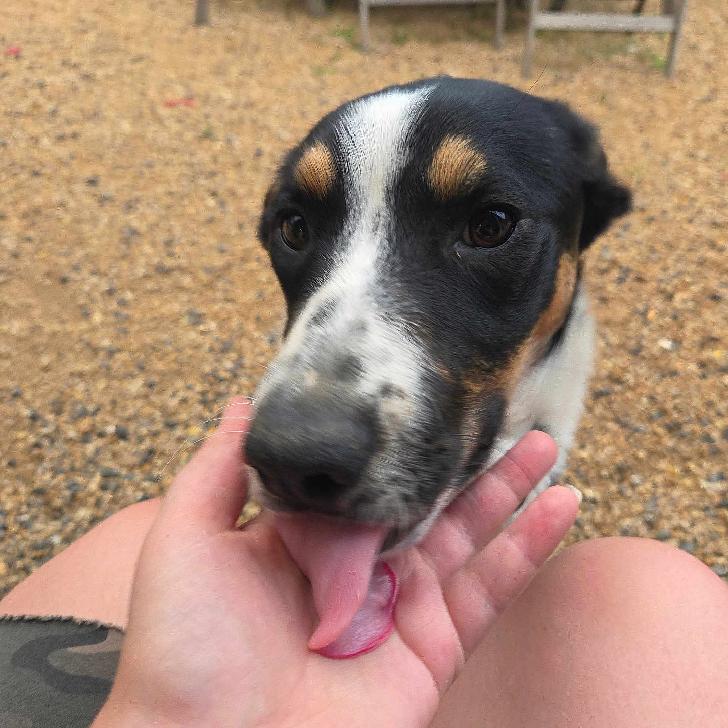 Spot is registered to the contest to win money with this photo: dog, hand, licking, outdoor, gravel, person, legs, black, white, brown, fur, close_up, pet, animal, friendly, candid, blurred_background, affection, seated, summer