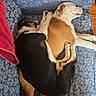 Spot is registered to the contest to win money with this photo: dog, sleeping, couch, blue, patterned_fabric, indoor, cozy, resting, pets, animal, fur, friendship, relaxation, companion, close_together, paw, brown, black, white, comfort
