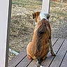 Bowie is registered to the contest to win money with this photo: dog, animal, pet, back_view, wooden_porch, outdoor, grass, yard, rural, brown, white, sitting, tail, quiet, nature, daylight, fence, post, wood, canine