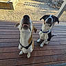 Bowie is registered to the contest to win money with this photo: dog, dogs, pet, pets, outdoor, wooden_deck, collar, black_collar, blue_collar, gravel, sunlight, shadow, two_animals, animal, canine, sitting, looking_up, ears_up, daytime, nature