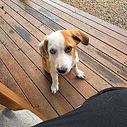 Bowie is registered to the contest to win money with this photo: puppy, dog, wooden_deck, gravel, outdoor, pet, animal, curious, sitting, brown_and_white, blue_eye, brown_eye, paw, closeup, looking_up, daylight, canine, young_dog, cute, nature