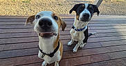 Bowie is registered to the contest to win money with this photo: dog, pets, outdoor, wooden_deck, gravel, sunlight, collar, black_and_white_dog, brown_and_white_dog, cute, animal, canine, smiling_dog, sitting, ears, snout, daylight, backyard, fence, happy