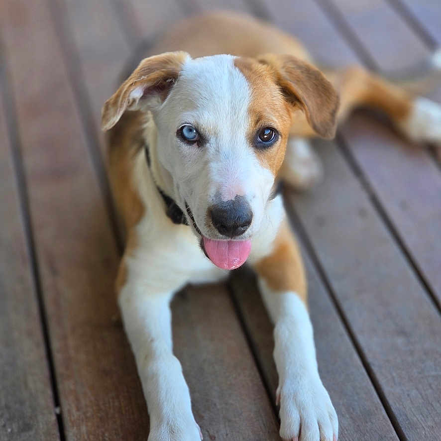 Bowie