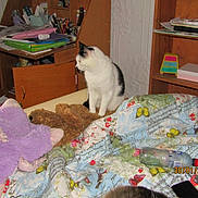 Freddy joined the competition — help win amazing prizes! cat, bed, blanket, stuffed_animal, plastic_bottle, desk, shelf, indoor, clutter, furniture, black_and_white_cat, toy, room, household, wooden_furniture, paper, notebook, pen_holder, colorful, domestic
