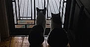 Freddy joined the competition — help win amazing prizes! cat, cats, animal, pets, indoor, wooden_floor, metal_gate, silhouette, garden, path, door, window, natural_light, shadow, pair, quiet, still_life, domestic, companions, curiosity