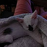 animal, black_spot, blanket, cat, closeup, cozy, cute, feline, fur, indoor, kitten, knitted, lap, pet, pink_pants, relaxing, resting, sleeping, soft, white_fur
