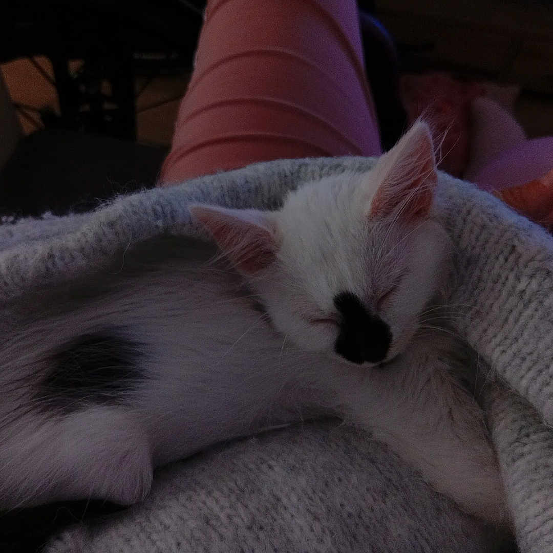 Blanche Neige a rejoint le concours — aidez-le/la à gagner de superbes lots ! animal, black_spot, blanket, cat, closeup, cozy, cute, feline, fur, indoor, kitten, knitted, lap, pet, pink_pants, relaxing, resting, sleeping, soft, white_fur