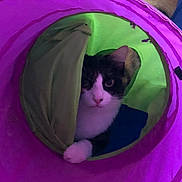 Haylee is registered to the contest to win money with this photo: animal, black, cat, closeup, colorful, curious, cute, fabric, feline, fun, green, indoor, looking, paw, pet, playful, purple, toy, tunnel, white