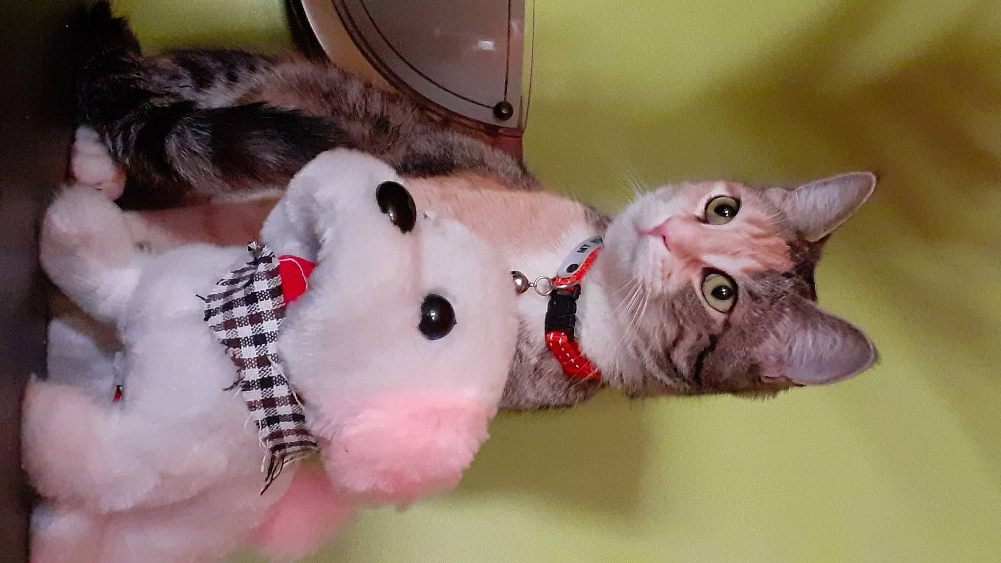 Roxy participe au concours pour gagner de l'argent avec cette photo : art, carmine, carnivore, cat, collar, creative_arts, domestic_short_haired_cat, eyelash, fawn, felidae, fur, natural_material, paw, pet_supply, plush, small_to_medium_sized_cats, snout, tail, toy, whiskers