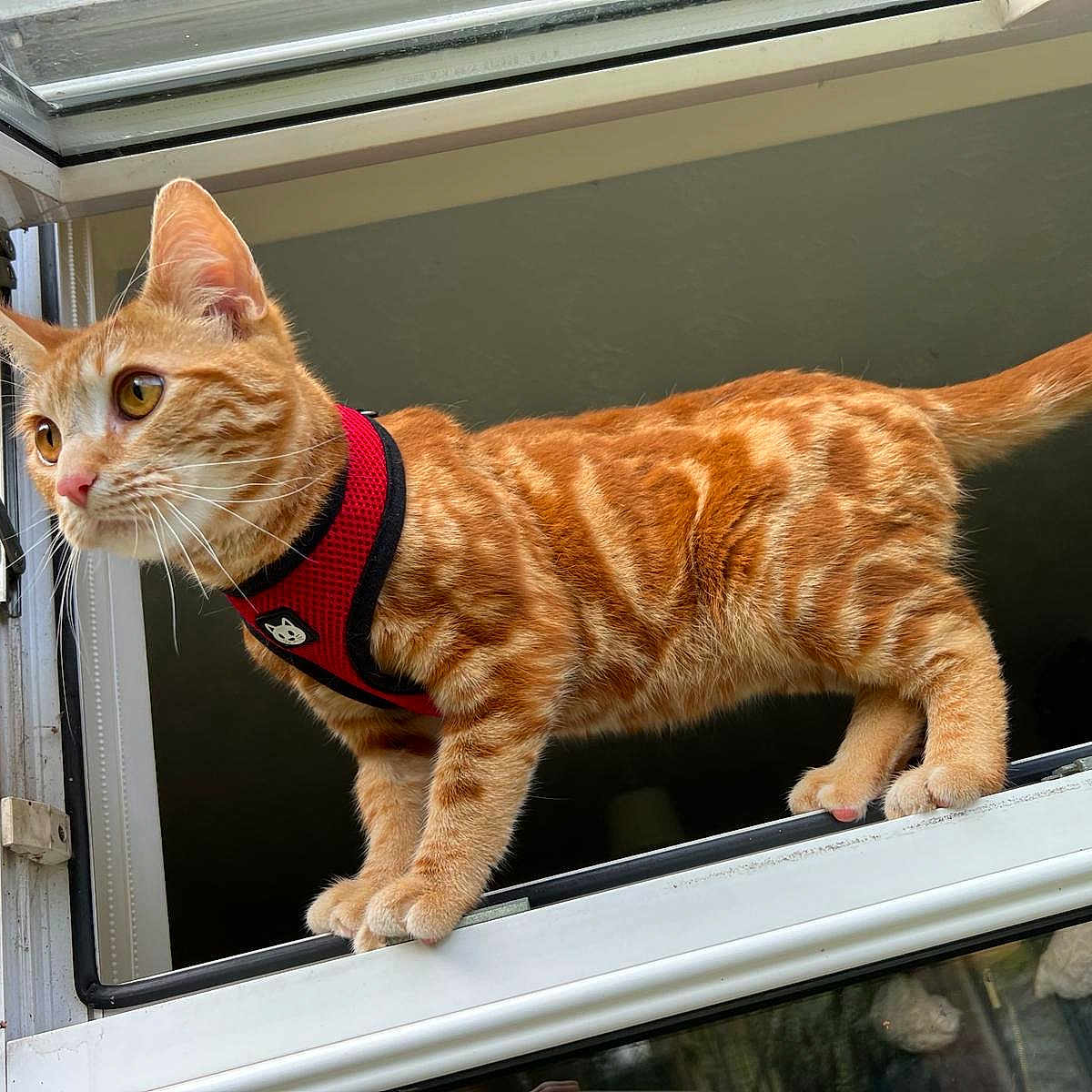 Simba joined the competition — help win amazing prizes! adventure, animal, brick_wall, cat, claws, closeup, curious, daylight, ears, feline, glass, harness, orange_tabby, outdoor, perched, pet, reflection, tail, whiskers, window