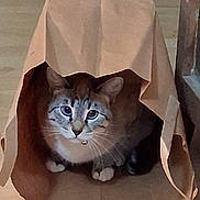 Pepper Jack joined the competition — help win amazing prizes! animal, brown, cat, cozy, curious, cute, domestic, ears, floor, fur, indoor, looking, paper_bag, paws, pet, shadow, sitting, striped, whiskers, white